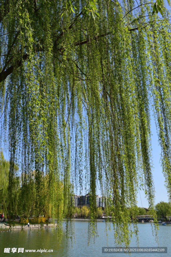 春柳風(fēng)景 