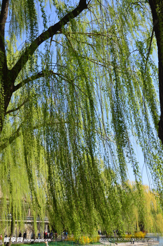 春柳風(fēng)景 