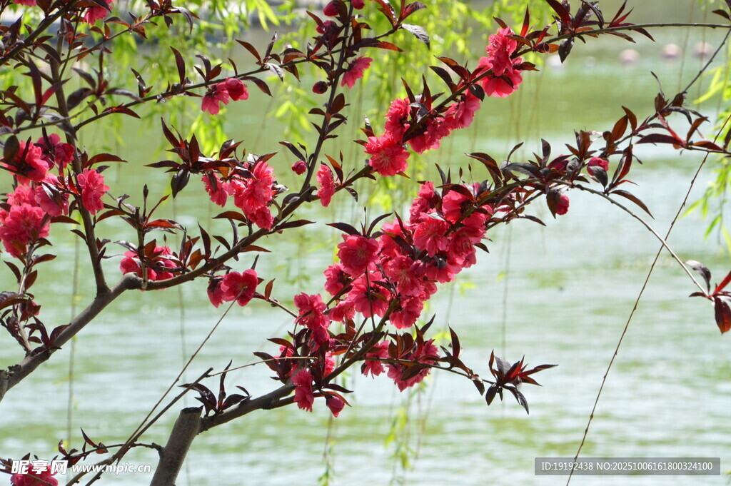 碧桃花  