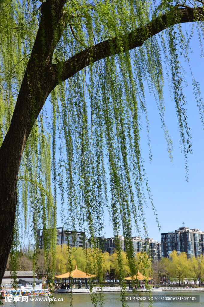 公園風(fēng)景 