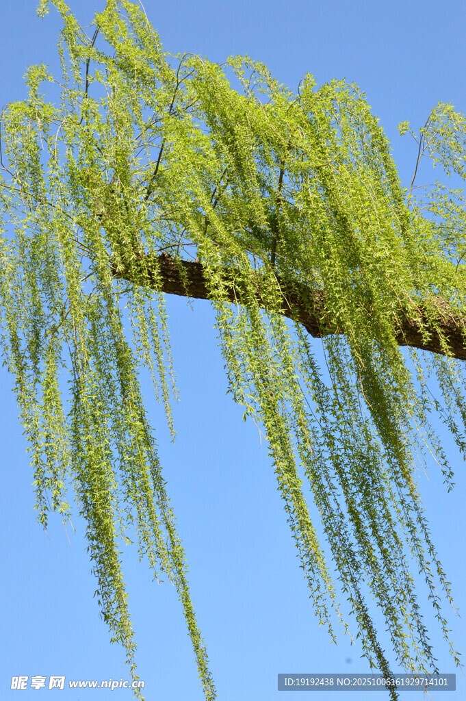 春柳風(fēng)景 