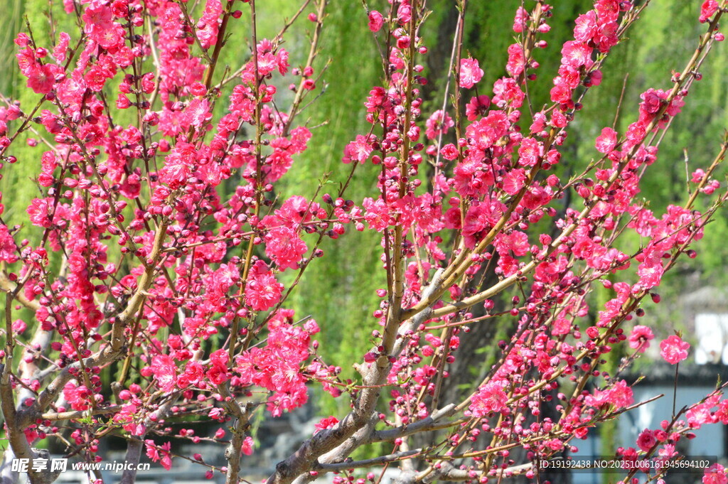 碧桃花 