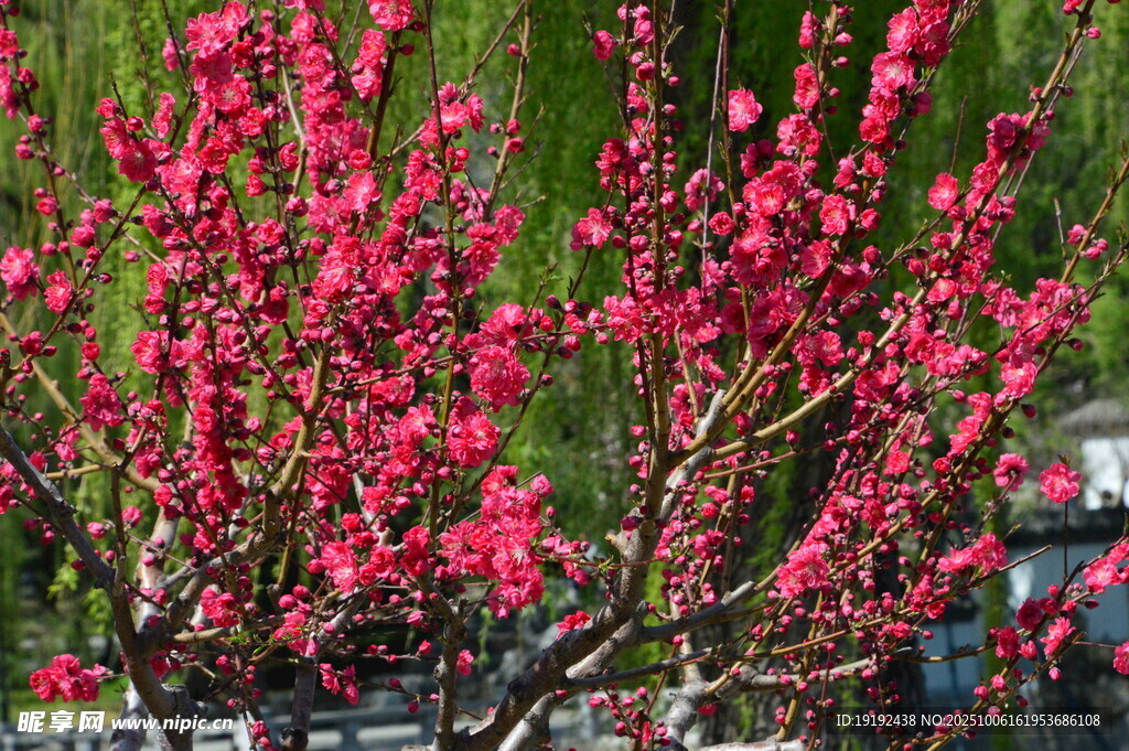 碧桃花 
