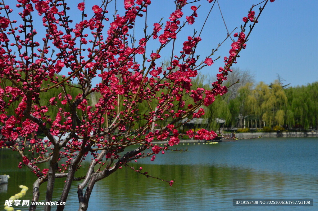 碧桃花 