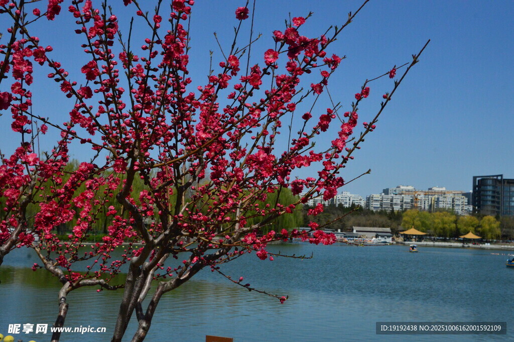 碧桃花  
