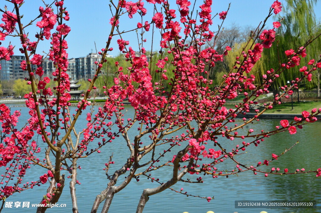 碧桃花 