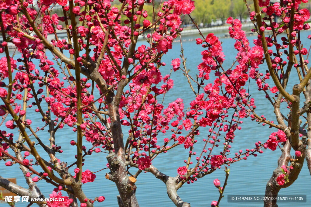 碧桃花  