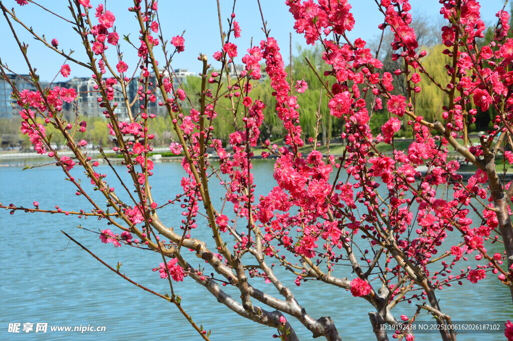 碧桃花 