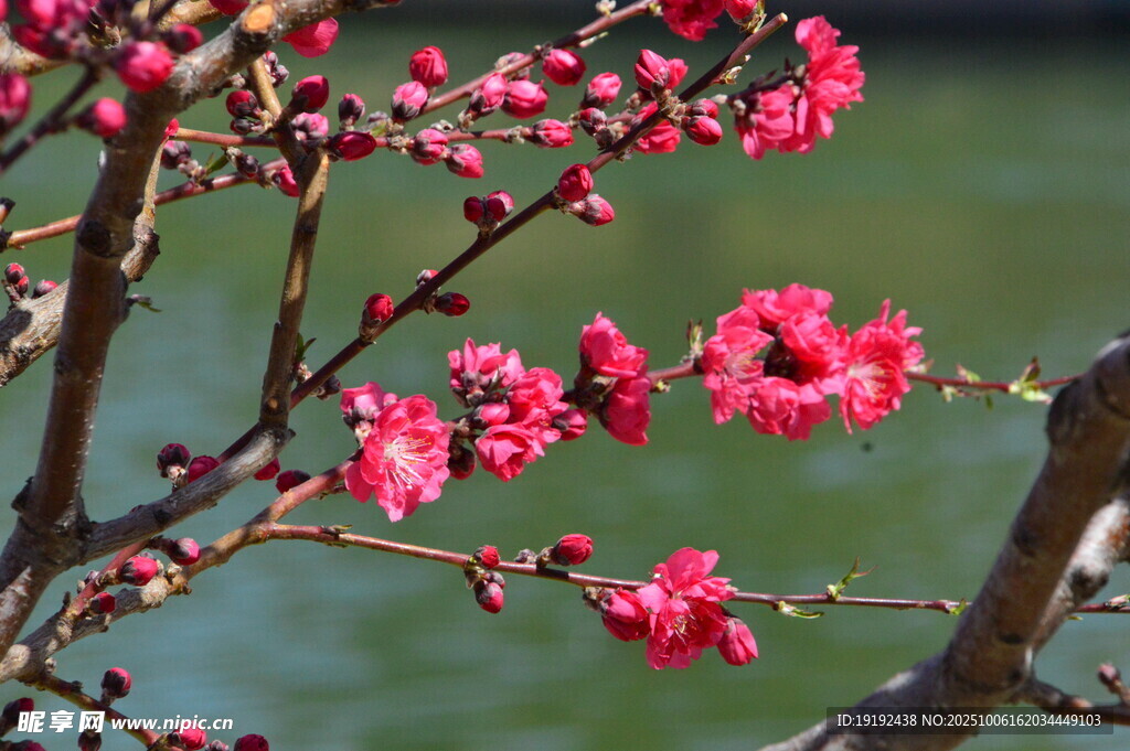 碧桃花  