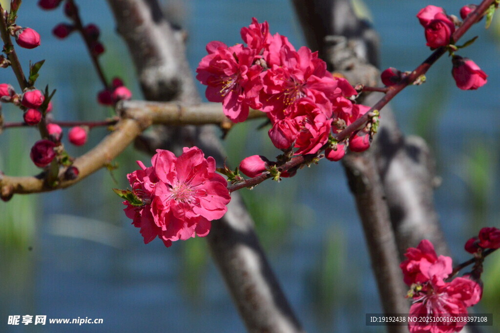 碧桃花  