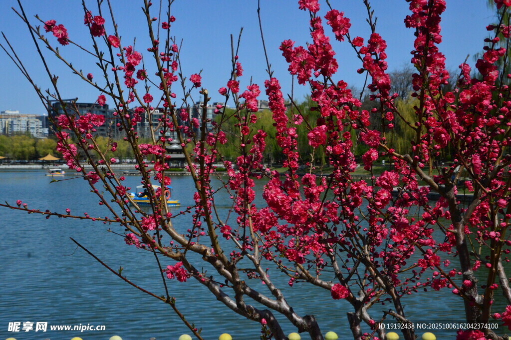 碧桃花  