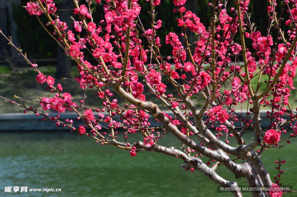 碧桃花  