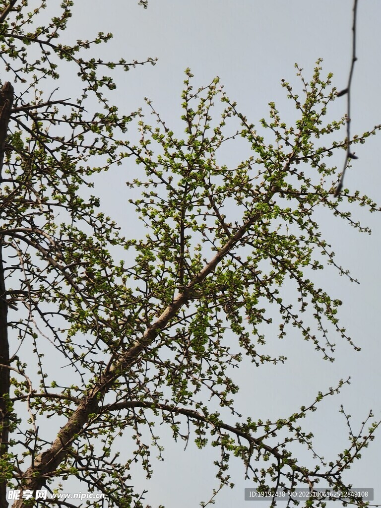 樹枝樹葉  