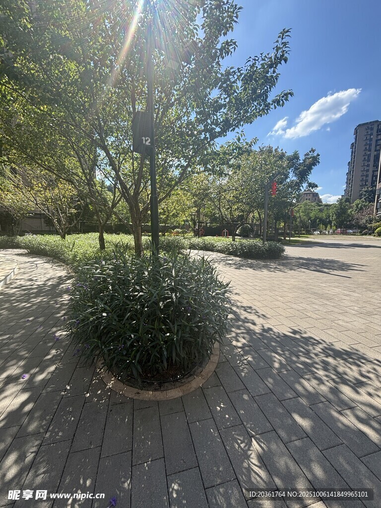 陽(yáng)光下的公園綠植景觀