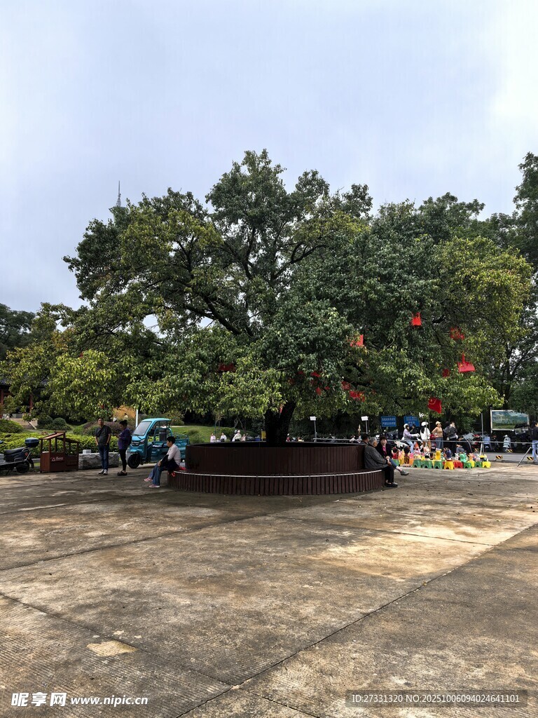 古樹下的休閑場景