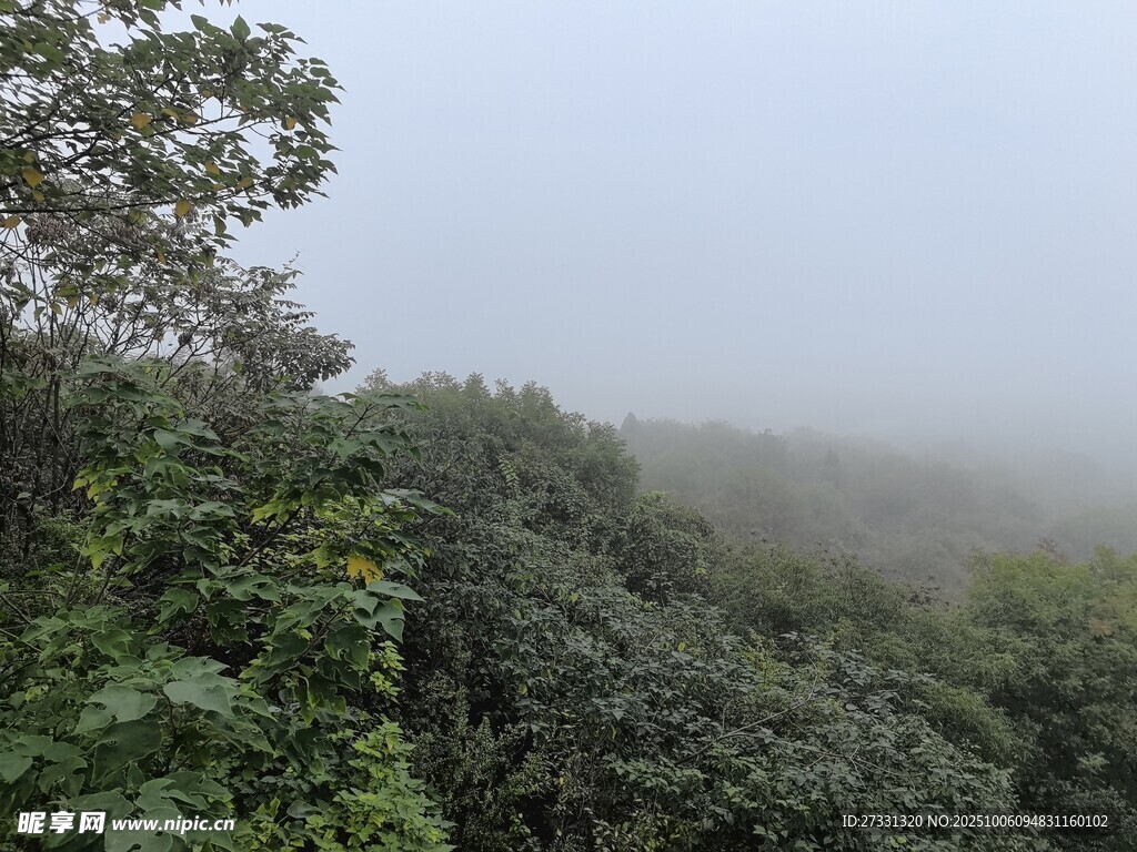 霧中蔥郁山林景色