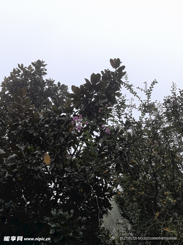 茂密樹(shù)林中的樹(shù)冠景象