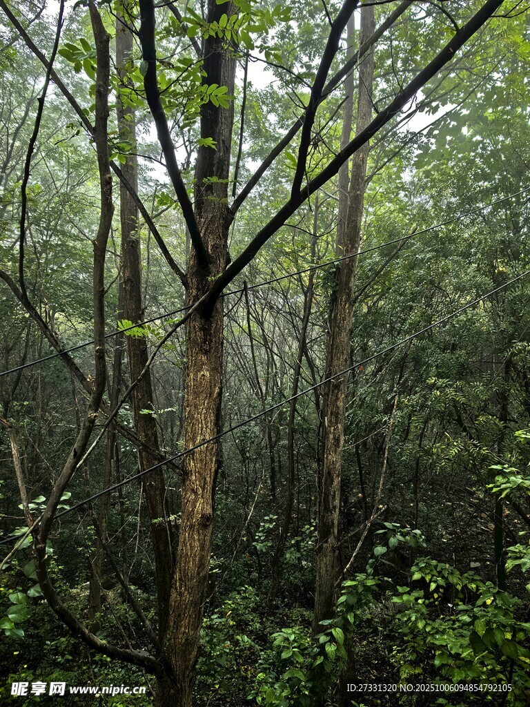 茂密森林中的樹(shù)木景觀