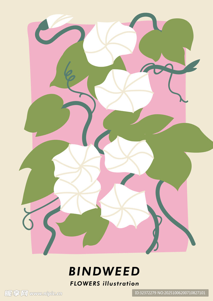 粉色背景下的白色旋花