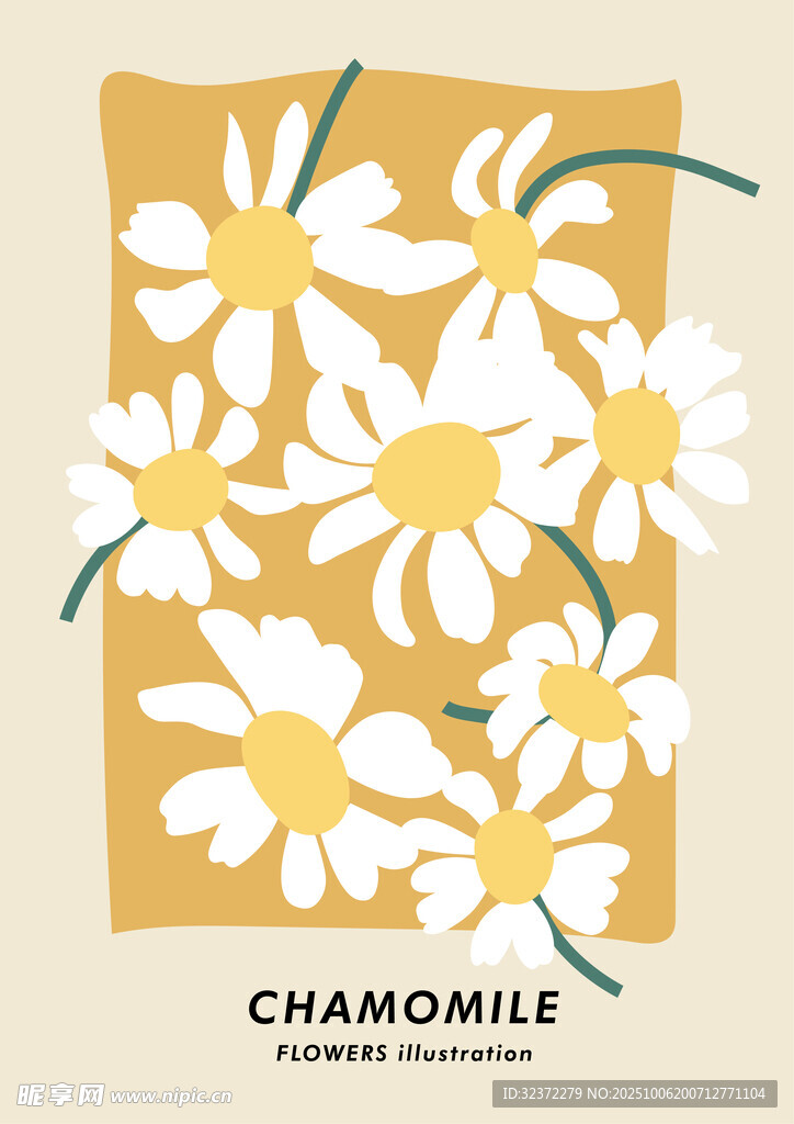 小雛菊插畫