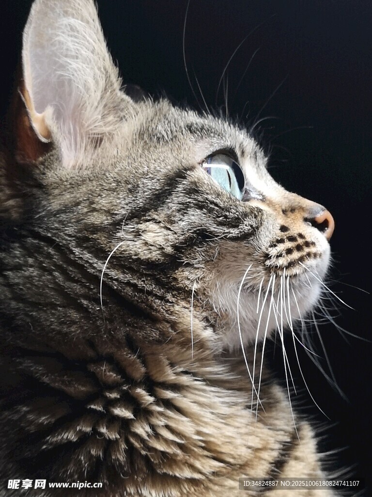 側(cè)頭凝視的斑紋貓咪