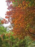 秋日紅楓