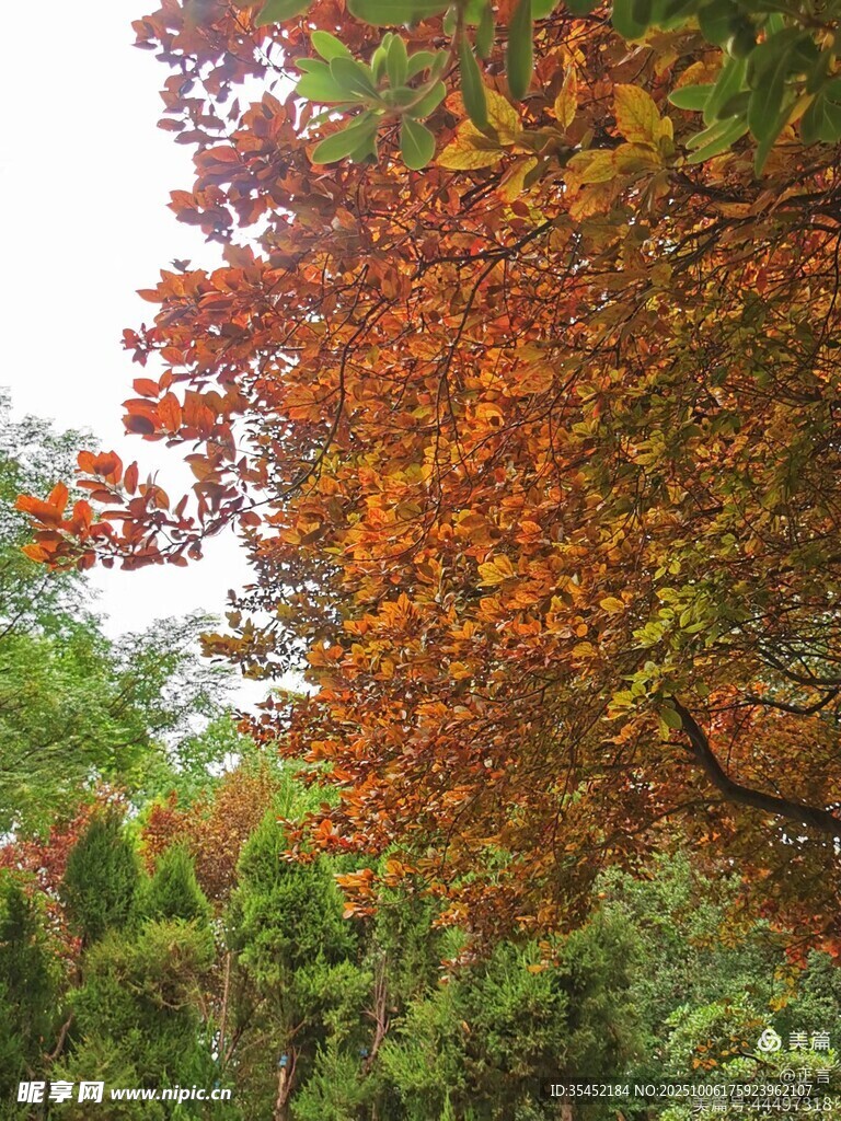 秋日紅楓