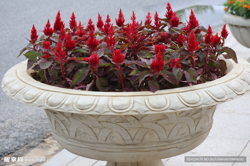 雞冠花