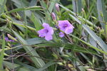 藍(lán)花草