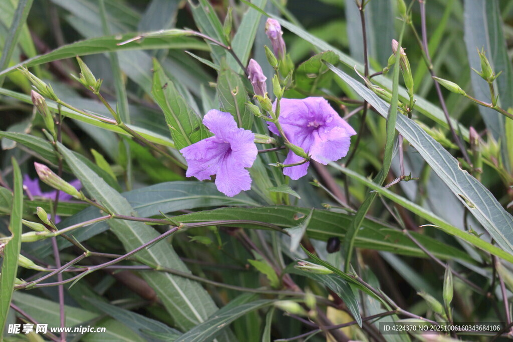 藍(lán)花草