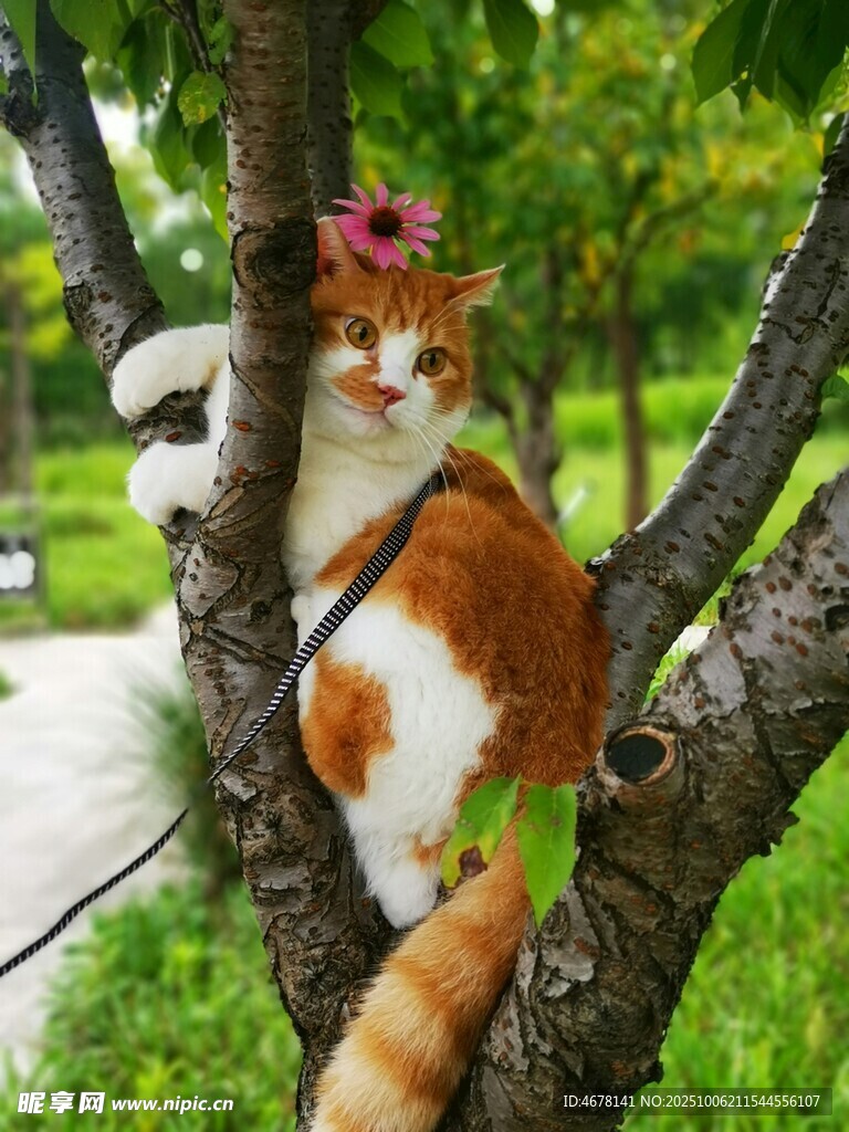 花飾貓咪愜意棲于樹枝間