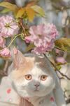 貓咪賞櫻圖