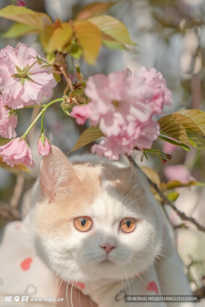 貓咪賞櫻圖