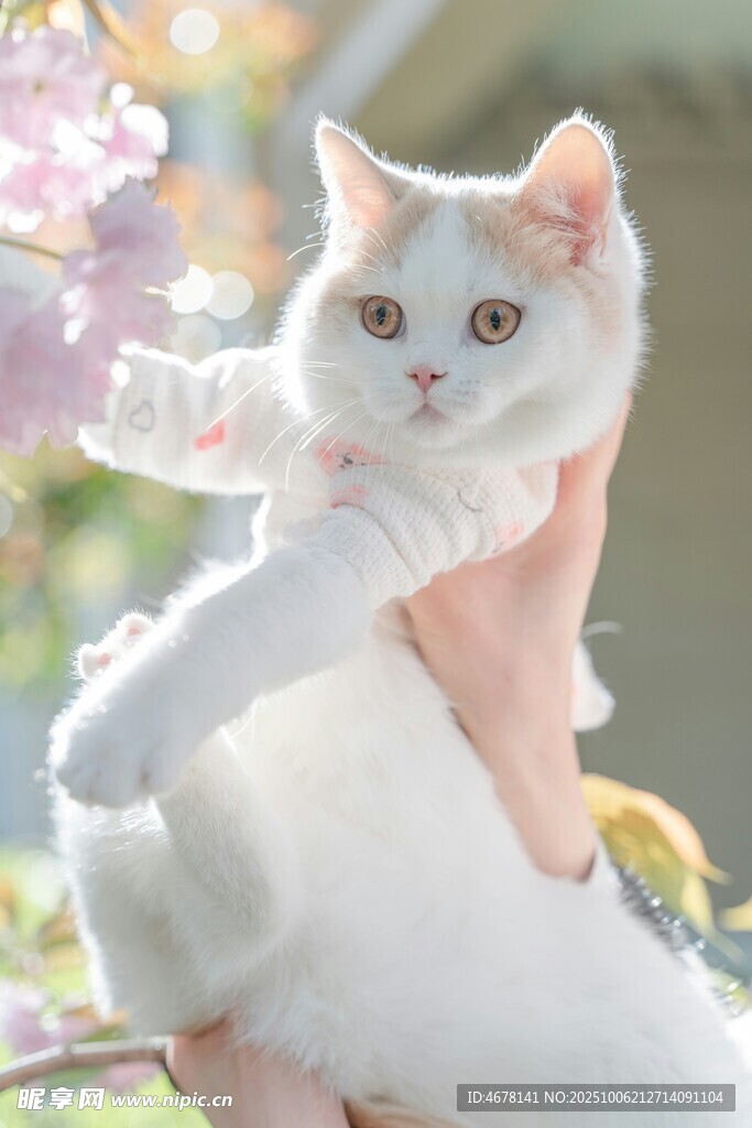 手托萌趣小白貓賞繁花