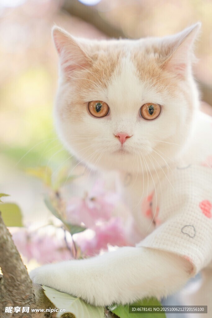 穿花衣的可愛小貓咪