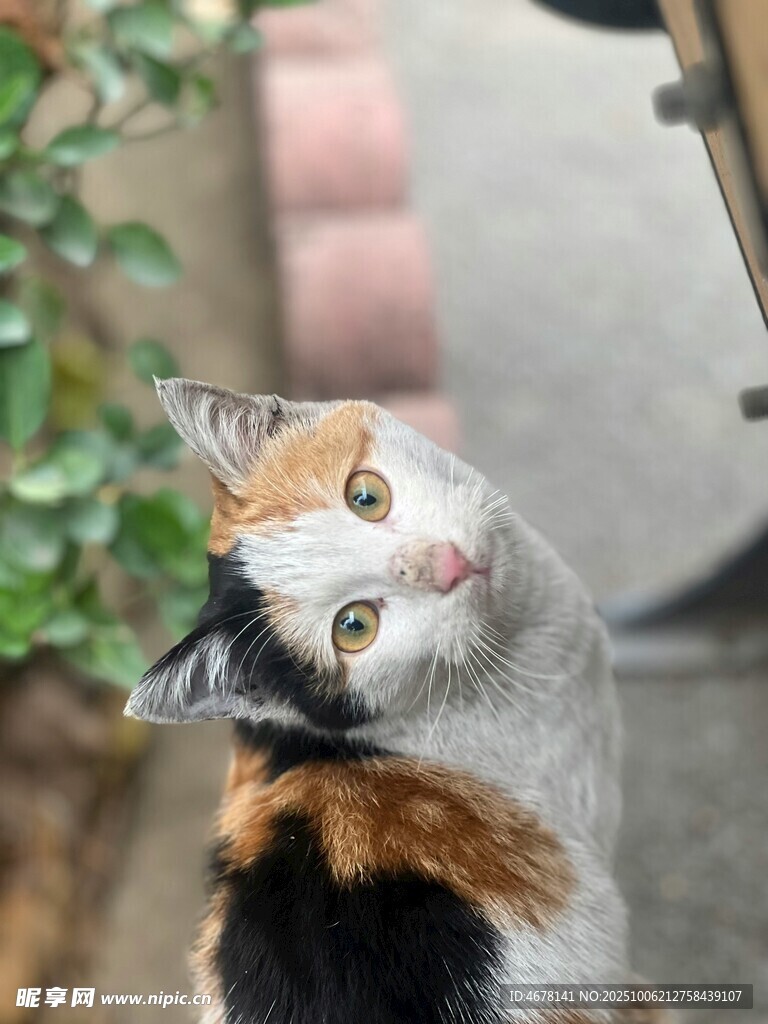 仰頭好奇的三色貓咪