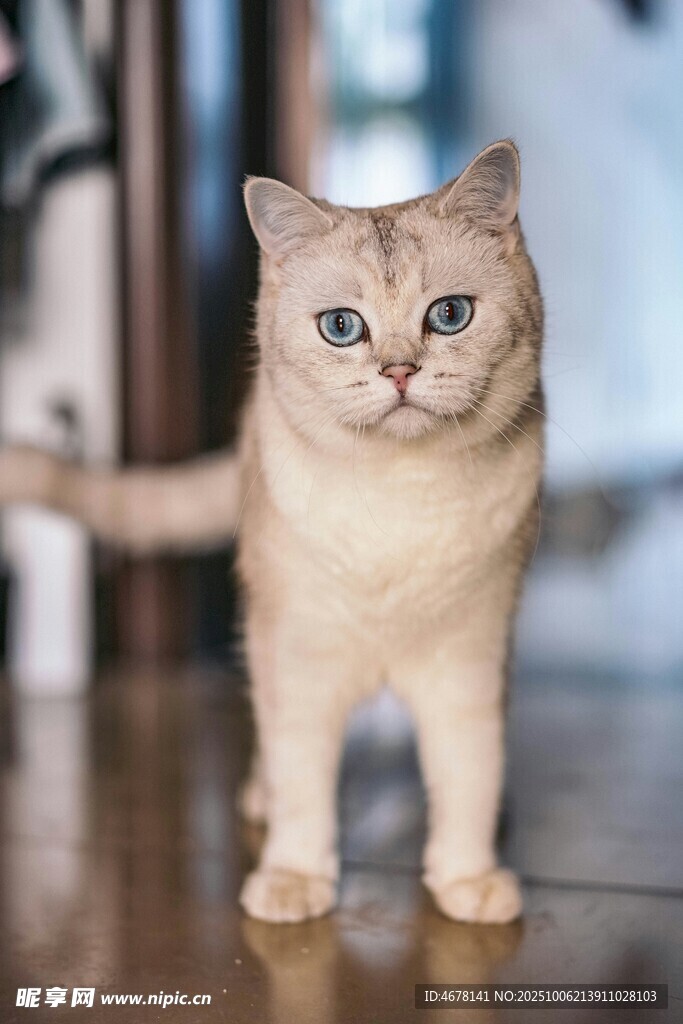 可愛藍眼貓咪站立木地板