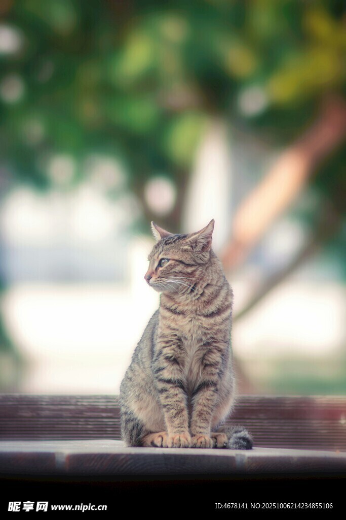 可愛貓咪端坐戶外