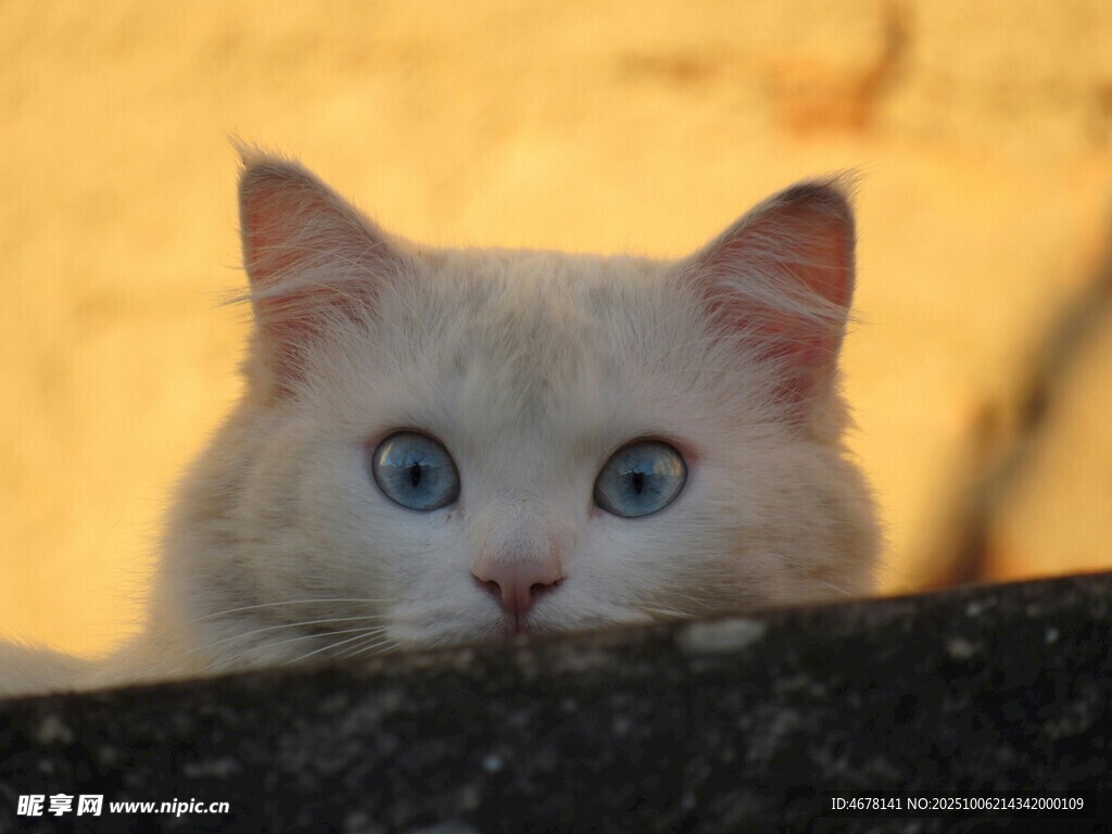 藍眼白貓?zhí)筋^張望