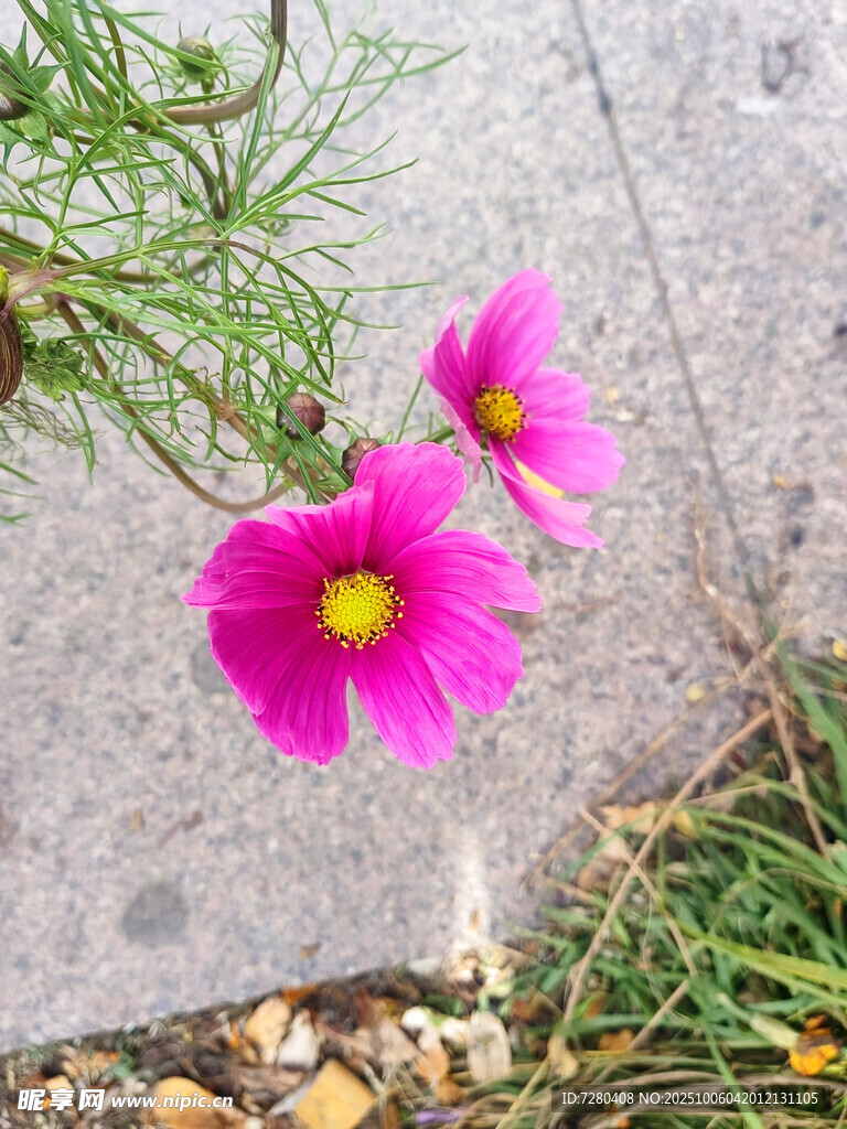 兩朵嬌艷波斯菊綻放