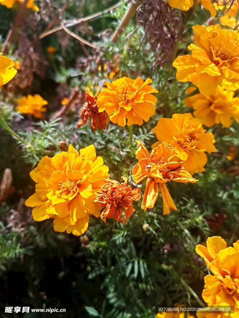 鮮艷萬(wàn)壽菊綻放