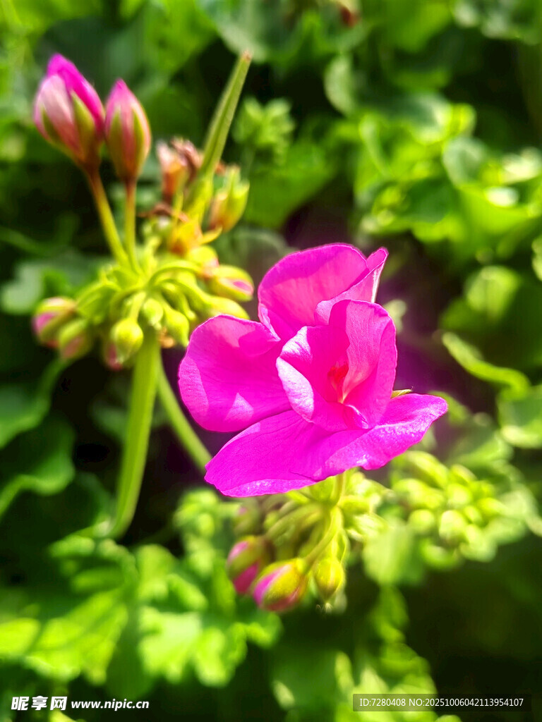 嬌艷玫紅天竺葵花朵