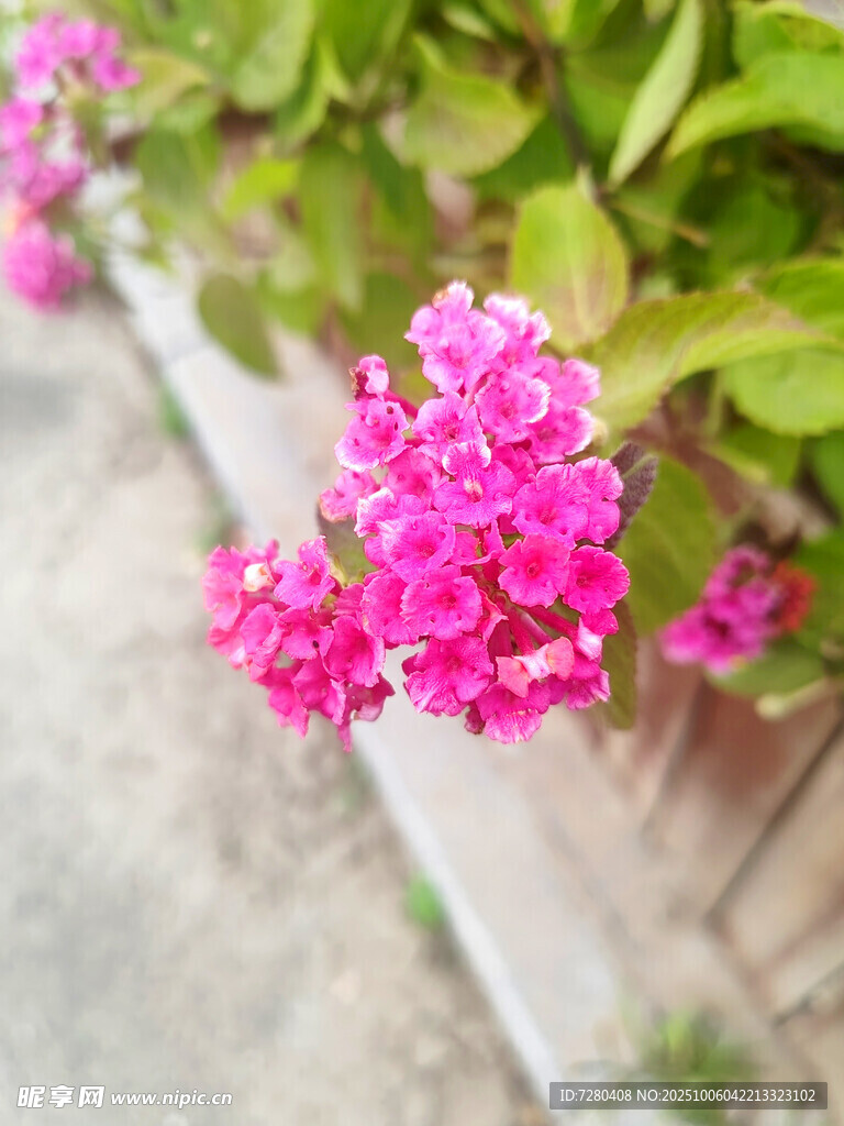 嬌艷粉色花卉綻放