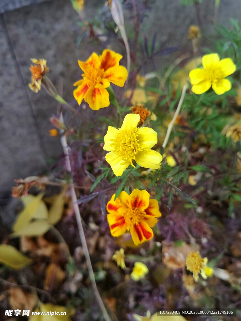 多彩小花綻放于草叢間