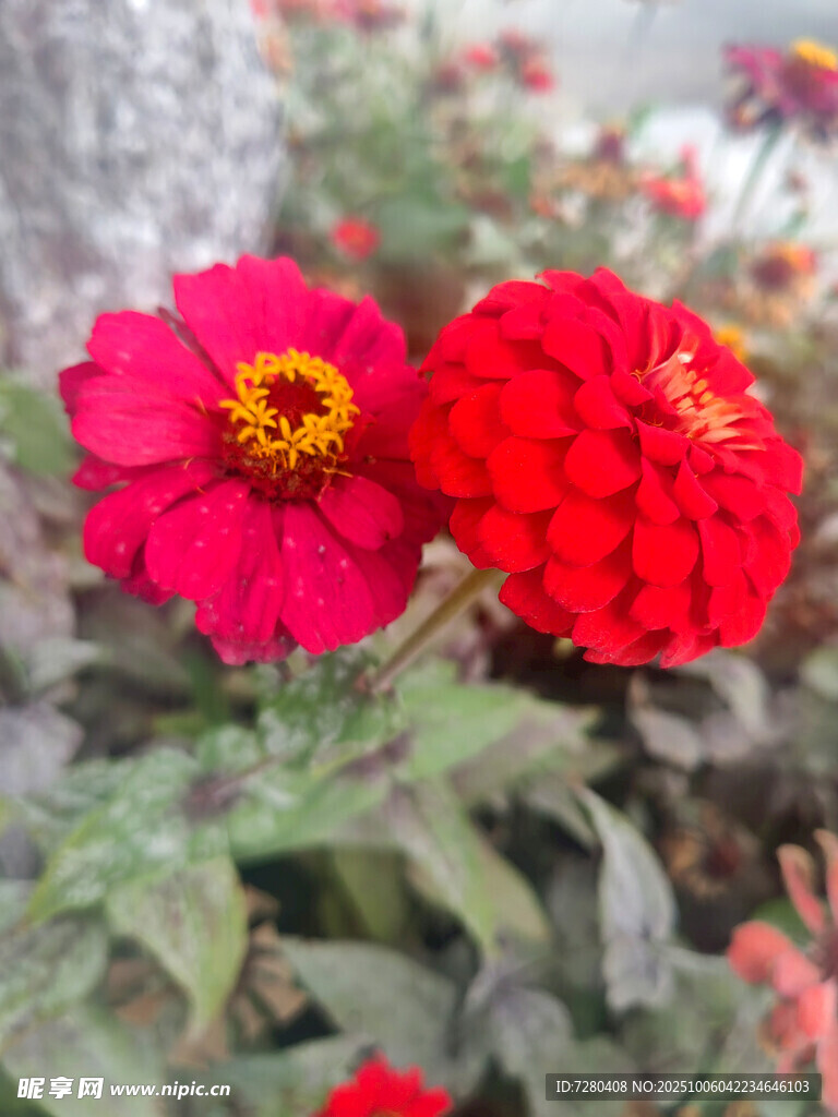 兩朵艷麗的紅色百日菊