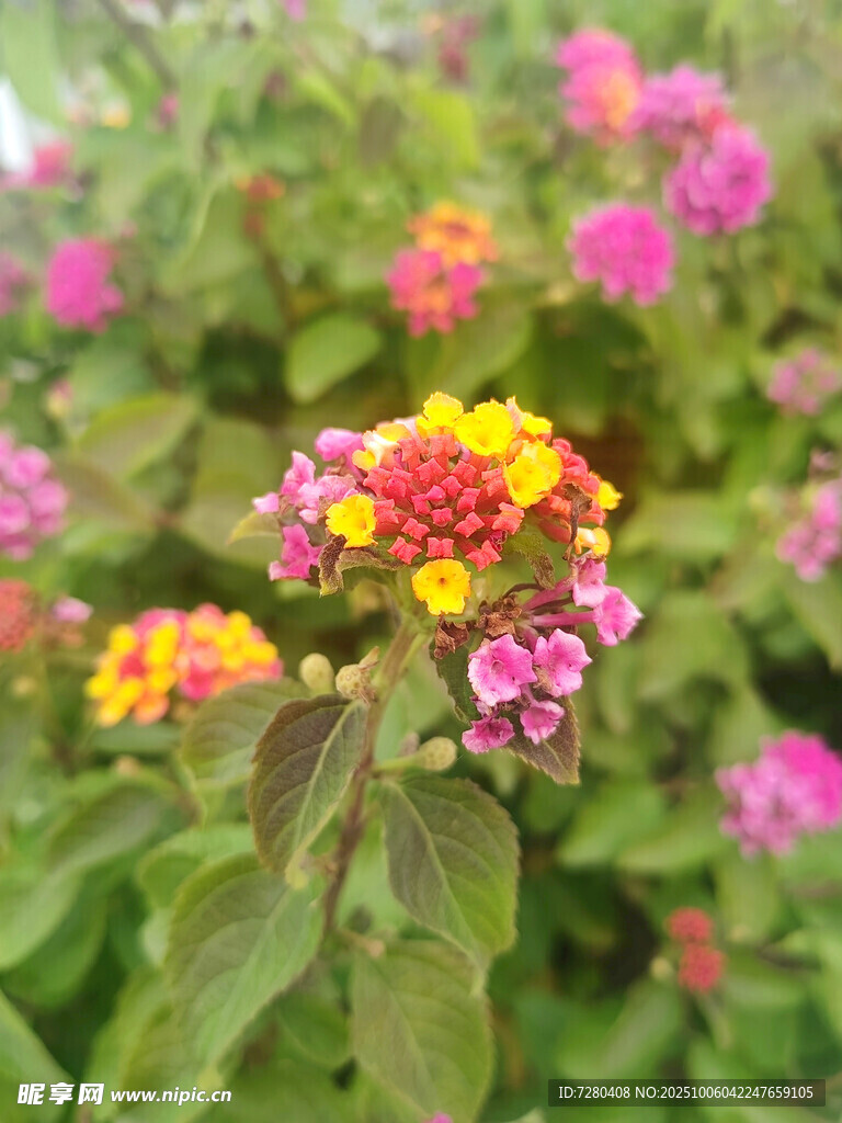 多彩馬纓丹綻放