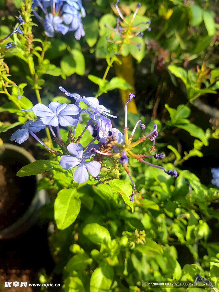 藍花綠葉的美麗植物景觀