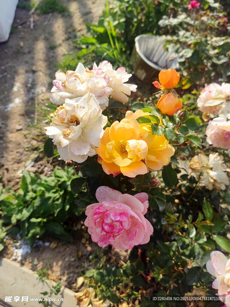多彩玫瑰綻放花園