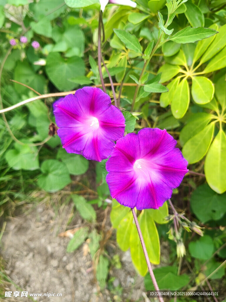 兩朵綻放的紫色牽?；? />
                            </div>
                    </div>
                </div>



                <div   id=