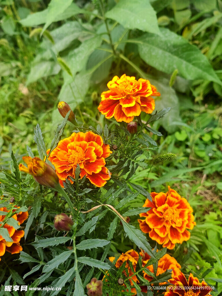 鮮艷萬(wàn)壽菊綻放于綠葉間